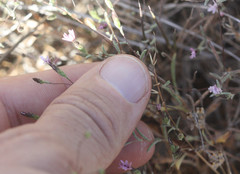 Lessingia micradenia micradenia