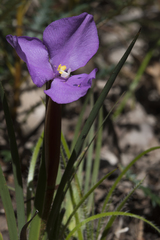 Patersonia pygmaea