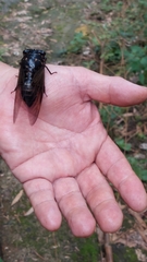 Cryptotympana holsti