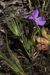 Patersonia pygmaea