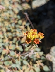 Eriogonum cedrorum