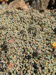 Eriogonum cedrorum