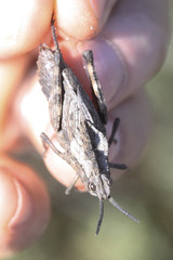 Dracotettix monstrosus