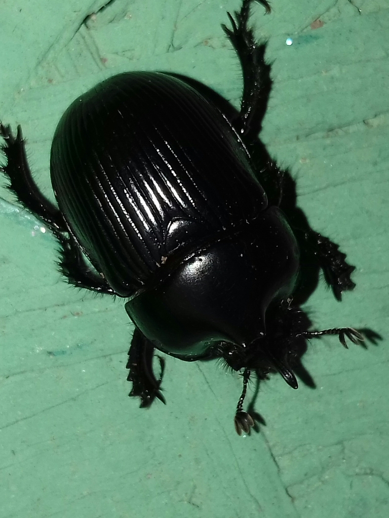 Ceratotrupes