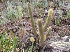 Arthrocereus melanurus melanurus