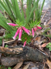 Epacris calvertiana versicolor
