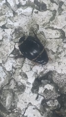 Thermonectus margineguttatus