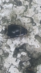 Thermonectus margineguttatus