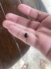 Thermonectus margineguttatus