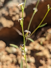 Streptanthus barbiger