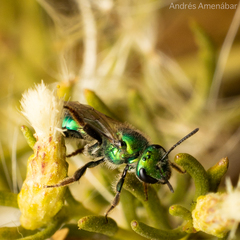 Callistochlora chloris