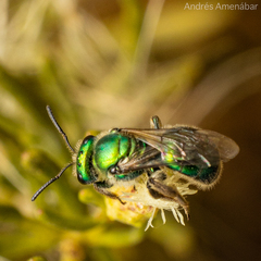Callistochlora chloris