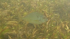 Archosargus rhomboidalis