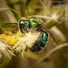 Callistochlora chloris