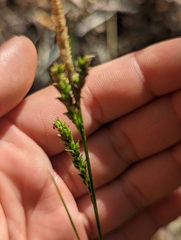 Carex mendocinensis