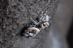 Phidippus putnami