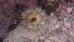 Bunodosoma granuliferum