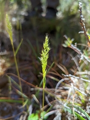 Muhlenbergia andina