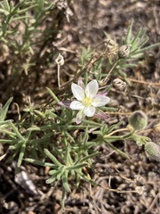 Spergularia rupestris