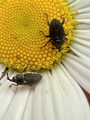 Odontocorynus salebrosus