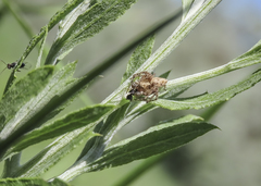 Aulacidea acroptilonica