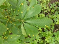 Puccinia andropogonis