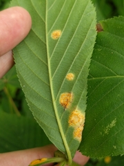 Puccinia andropogonis