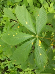 Puccinia andropogonis