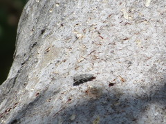 Chrysobothris tranquebarica