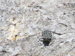 Chrysobothris tranquebarica