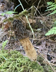 Morchella angusticeps