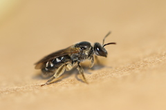 Lasioglossum truncatum