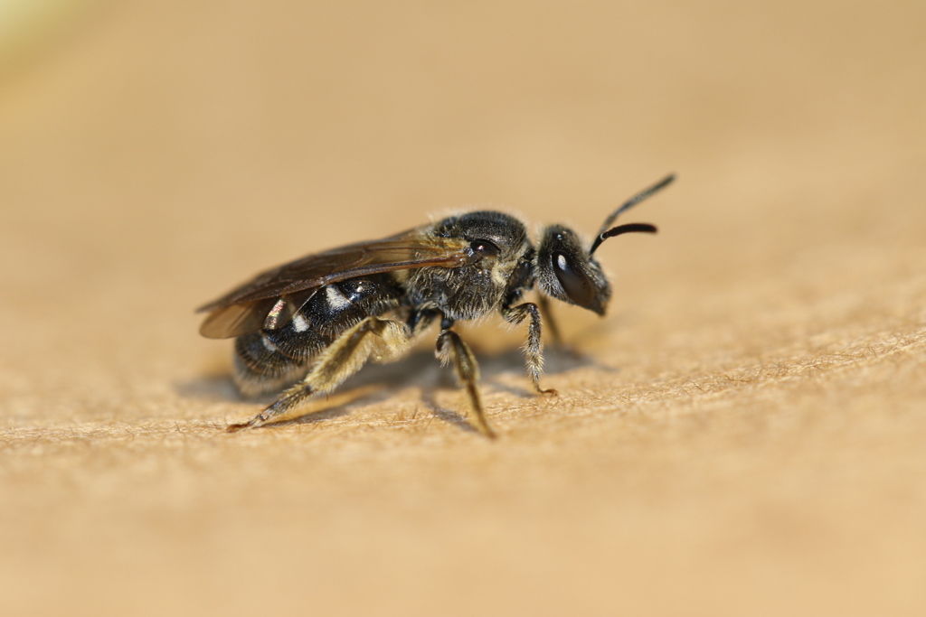 Truncate Sweat Bee