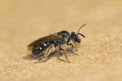 Lasioglossum truncatum