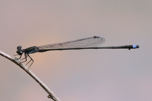 Blackwater Bluet photo 4