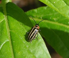 Disonycha pensylvanica