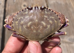 Metacarcinus gracilis