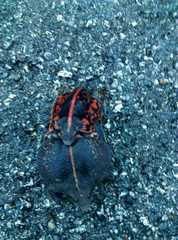 Rhinophrynus dorsalis