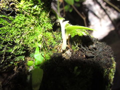 Orchidioides