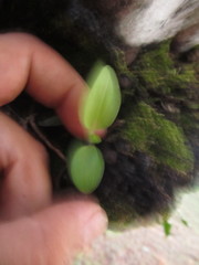 Orchidioides