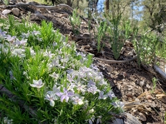 Phlox austromontana