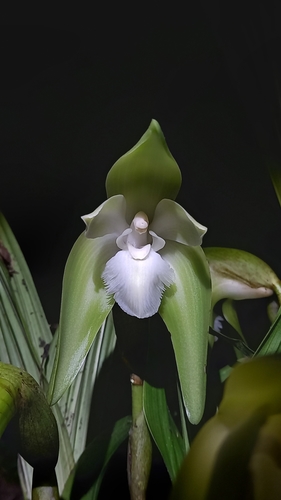 Sudamerlycaste ciliata