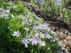 Phlox austromontana