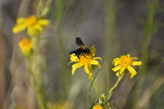 Brachymelecta larreae