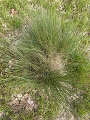 Festuca roemeri