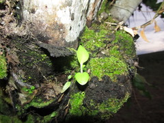 Orchidioides