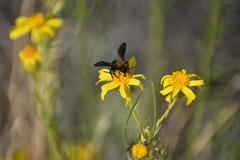 Brachymelecta larreae