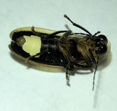 Photuris frontalis