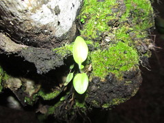 Orchidioides