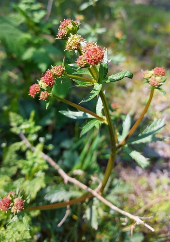 Sanicula crassicaulis var. tripartita
